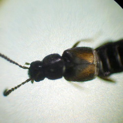 Atheta triangulum